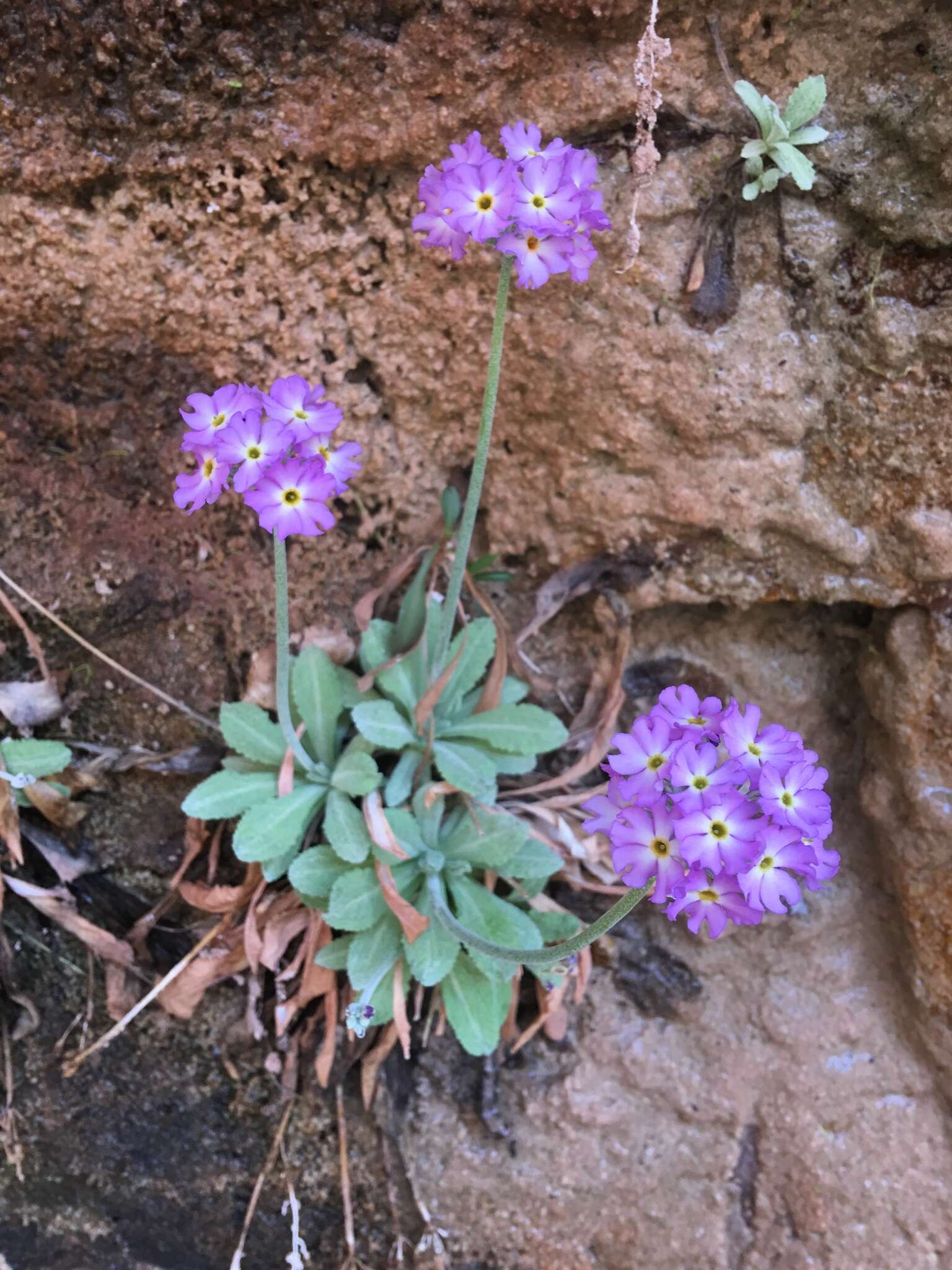 Image of cavedwelling primrose