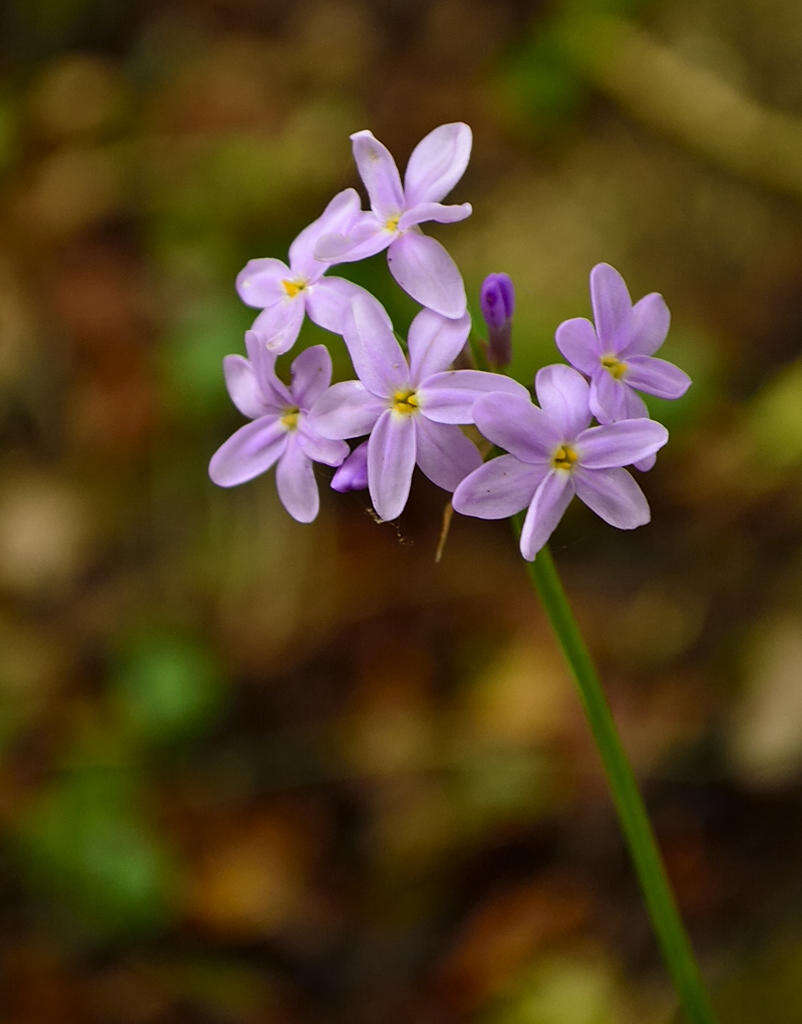 Imagem de Tulbaghia maritima Vosa