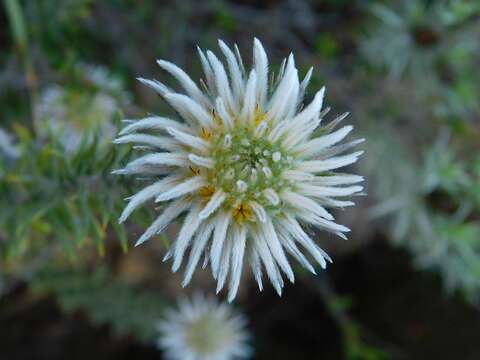 Image of Phylica calcarata Pillans