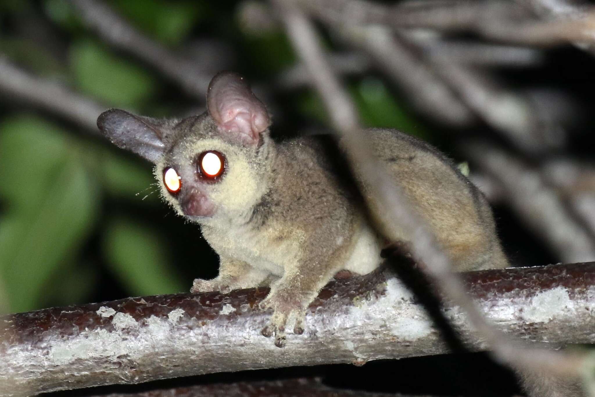 Image of Zanzibar bushbaby