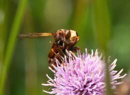 Image of Sicus ferrugineus (Linnaeus 1761)