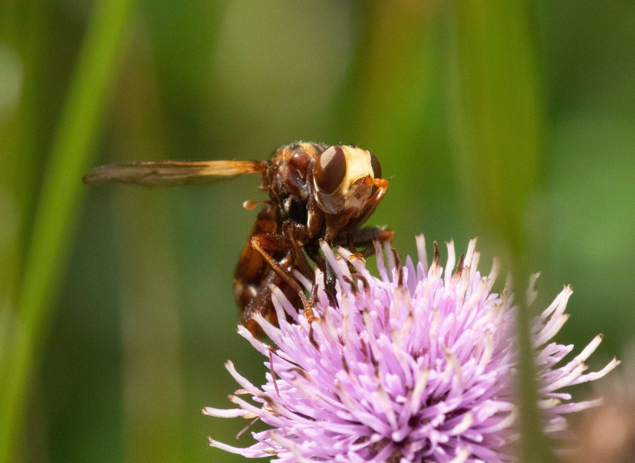 Image of Sicus ferrugineus (Linnaeus 1761)