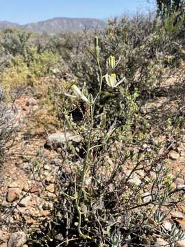 Image of Albuca longipes Baker