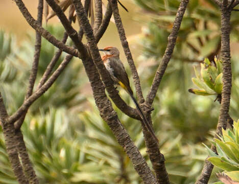 Image of Gurney's Sugarbird