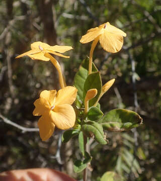 Image of Barleria parvispina Benoist