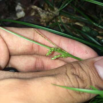 Image of Carex tristachya var. pocilliformis (Boott) Kük.