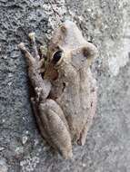 Image of Caracas Snouted Treefrog