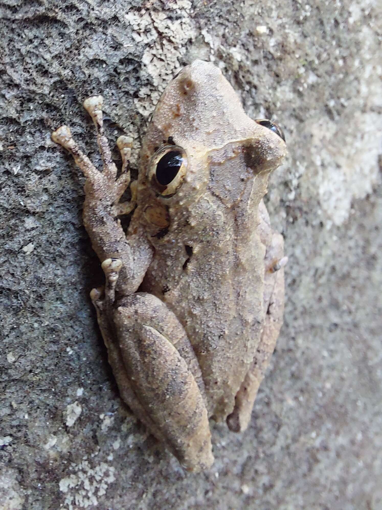 Imagem de Scinax rostratus (Peters 1863)