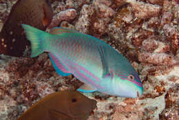 Image of Globehead Parrotfish