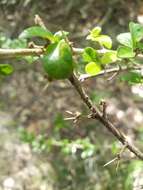 Image of Puerto Rico indigoberry