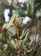 صورة Rhododendron rugosum Low ex Hook. fil.