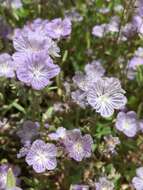 Phacelia exilis (A. Gray) G. J. Lee的圖片