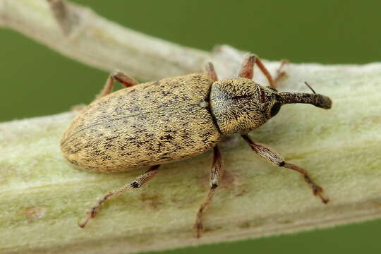 Image of Lepidonotaris