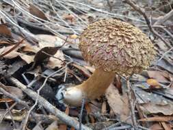 Sivun Boletellus emodensis (Berk.) Singer 1942 kuva