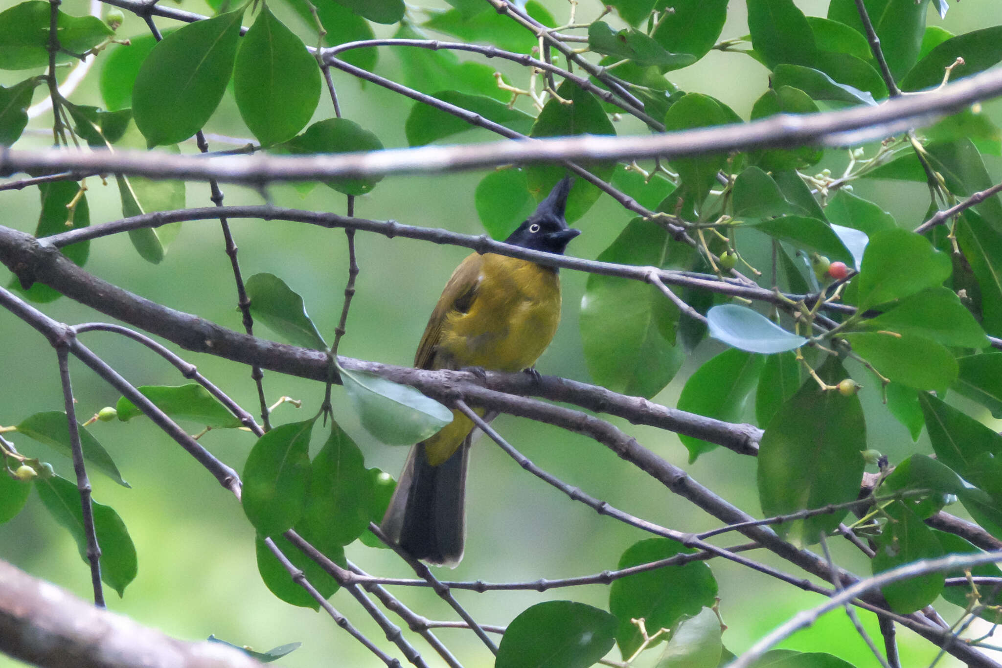 Image of Black-crested Bulbul