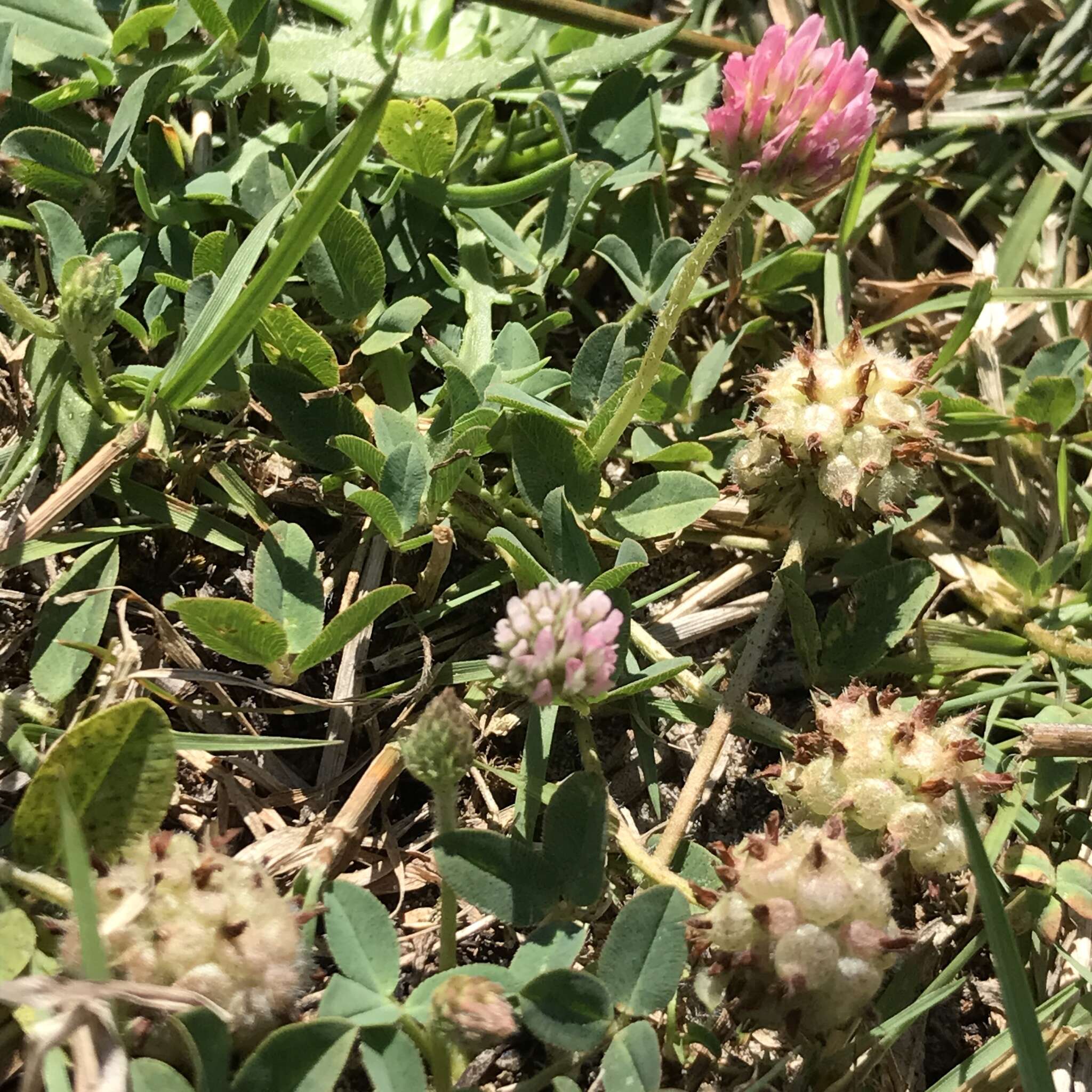 Image of strawberry clover