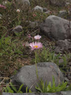 Image of Glacier Fleabane