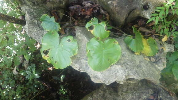 Image of Colletogyne perrieri Buchet