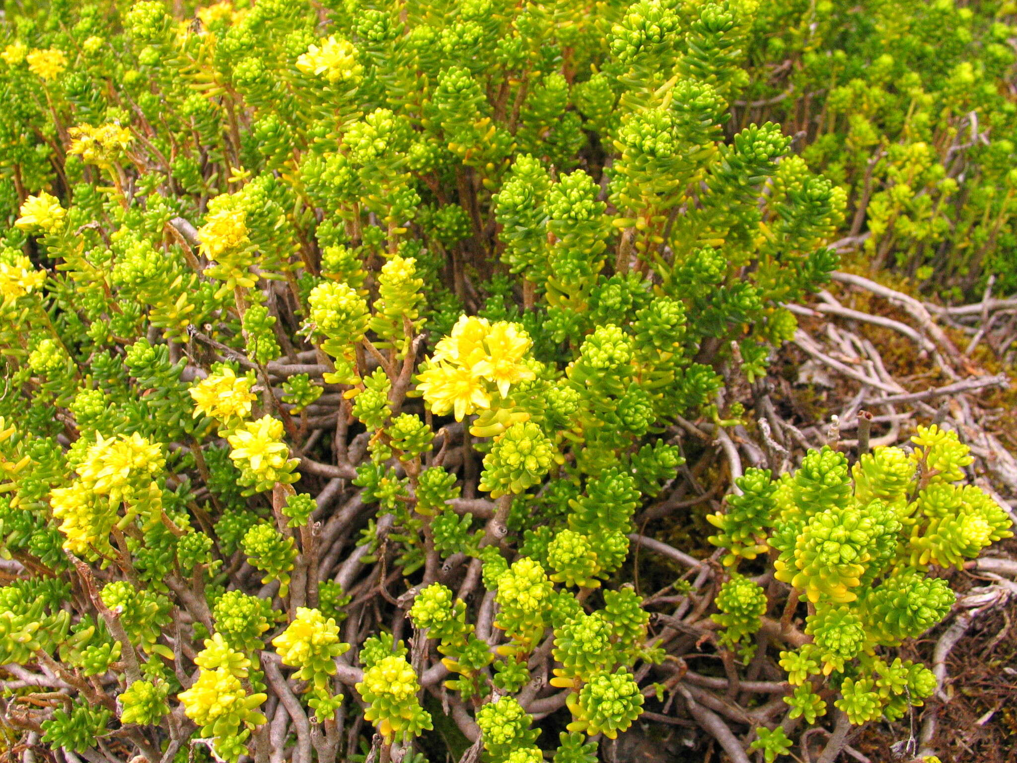 Imagem de Sedum ruwenzoriense E. G. Baker