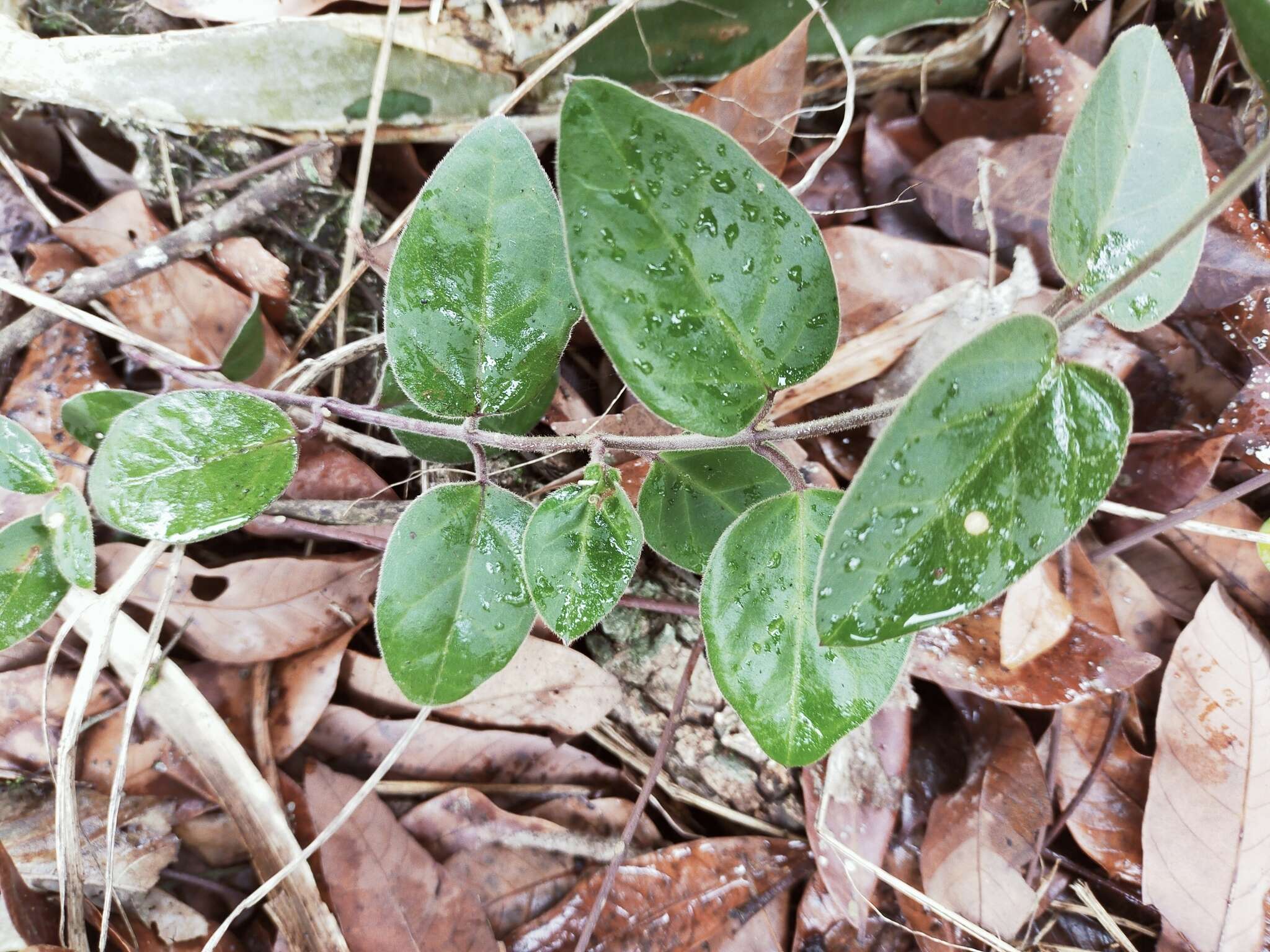 Image of <i>Vincetoxicum hirsutum</i>