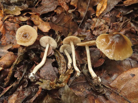 Image of Entoloma subradiatum (Kühner & Romagn.) M. M. Moser 1978