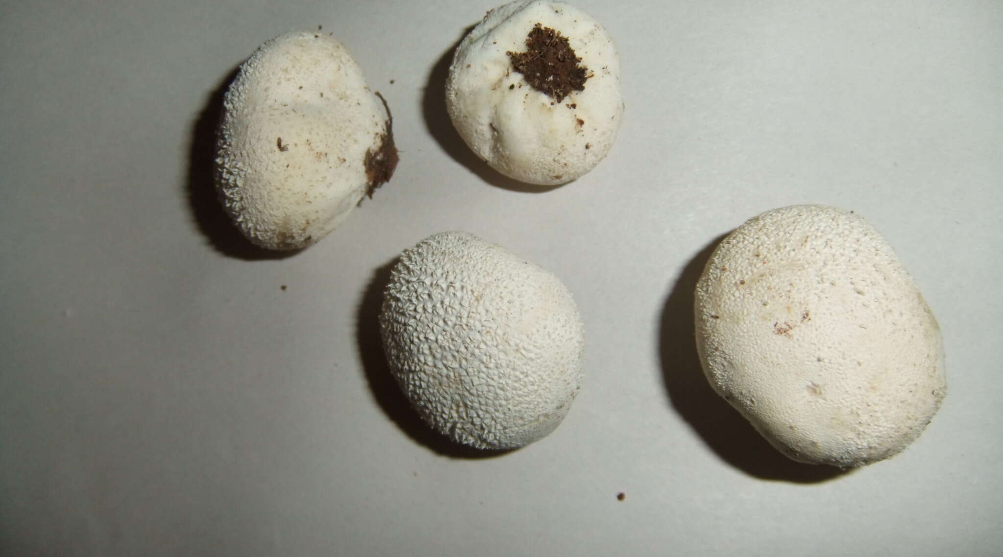 Image of Lycoperdon pratense Pers. 1794