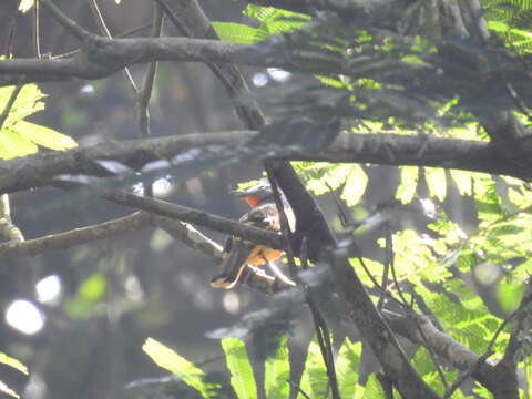 Image of Fiery-breasted Bush Shrike