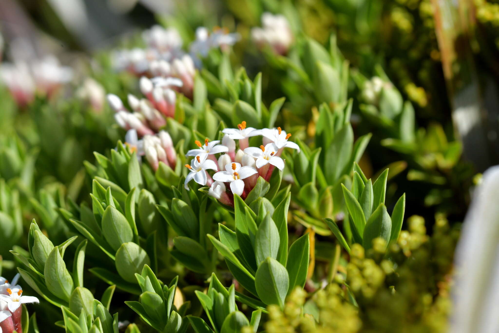 Image of Pimelea gnidia (J. R. & G. Forst.) Willd.