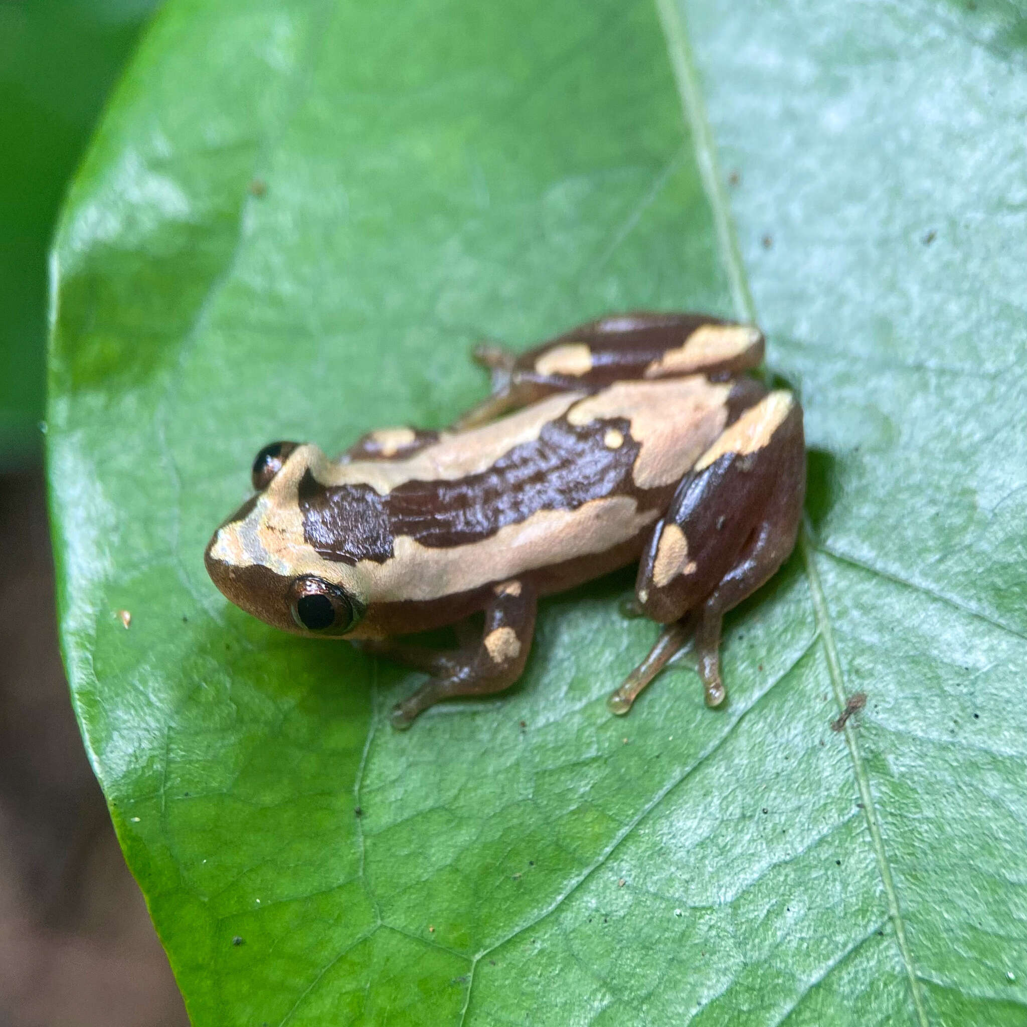 Image of Brown Banana Frog