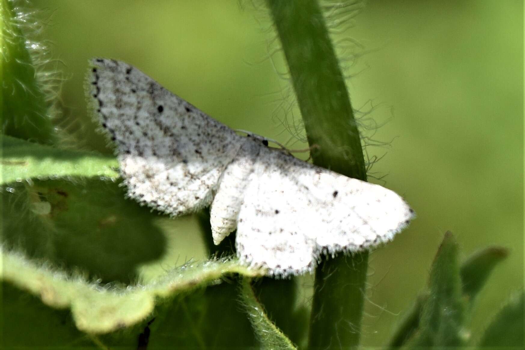 Image of <i>Idaea ostentaria</i>