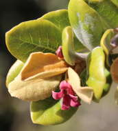 Pittosporum serpentinum (de Lange) de Lange的圖片