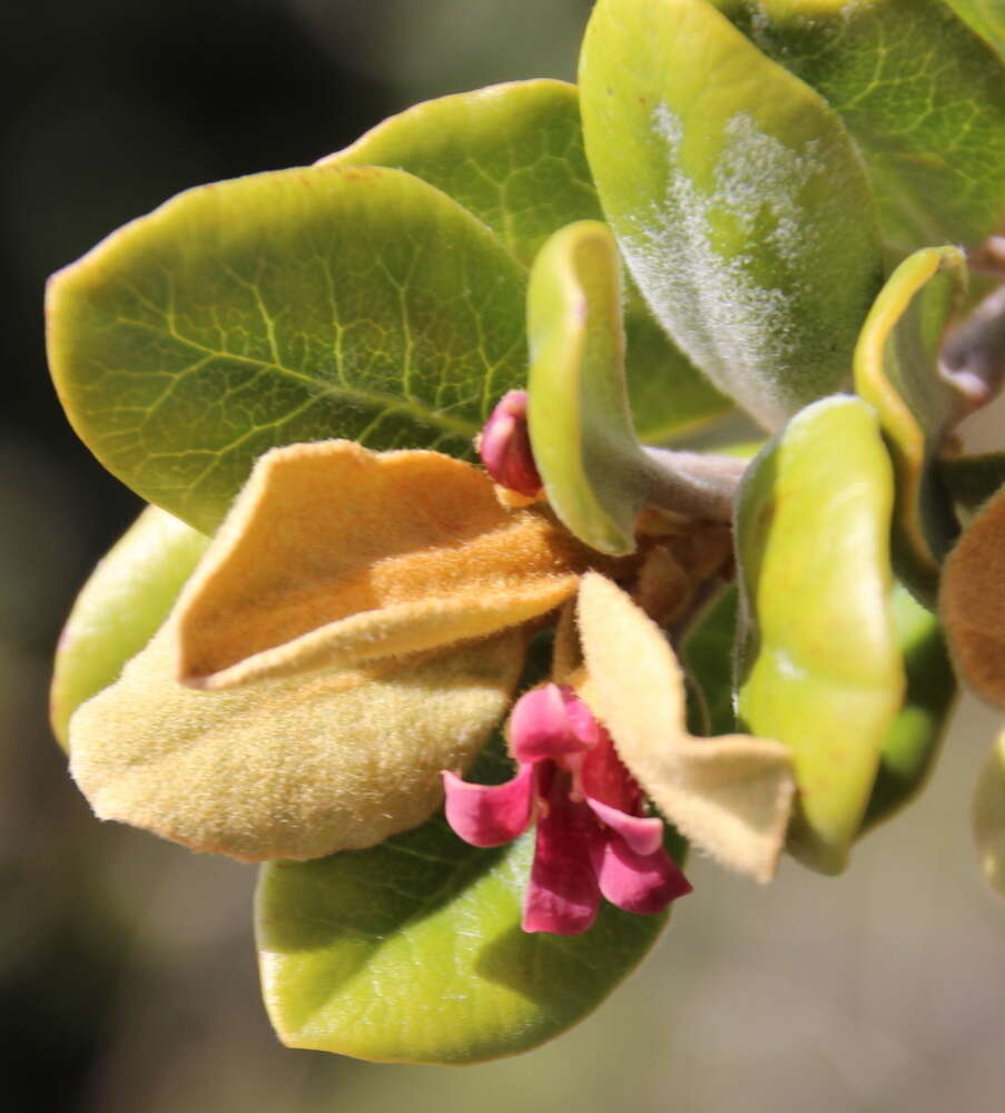 Pittosporum serpentinum (de Lange) de Lange的圖片