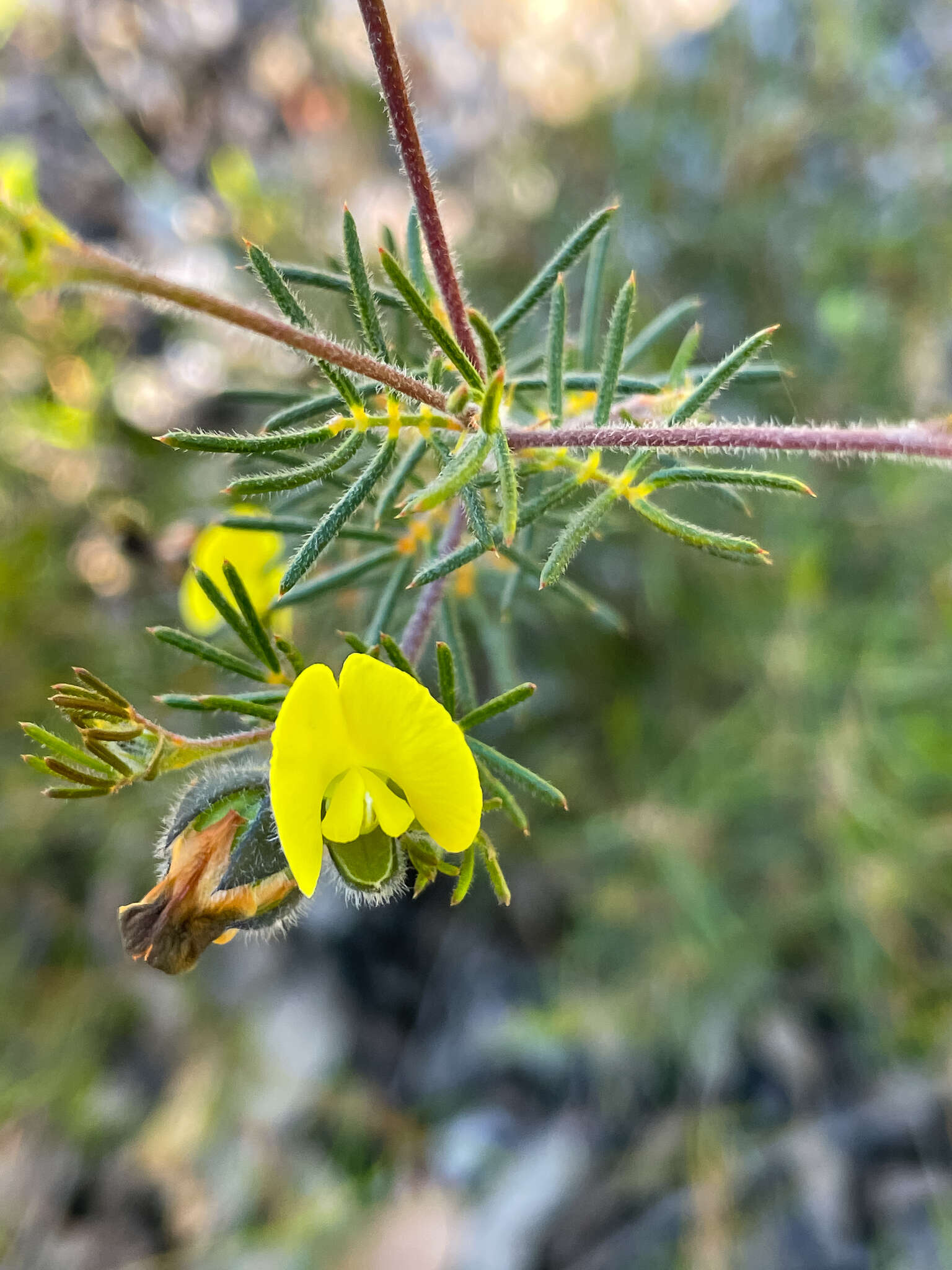 Слика од Gompholobium tomentosum Labill.