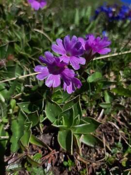 Sivun Primula glaucescens Moretti kuva