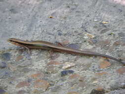 Image of Taylor's Ground Skink