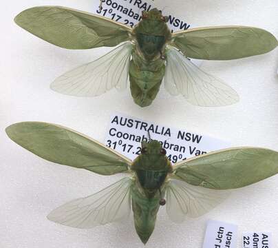 Image of Cystosoma schmeltzi Distant 1882