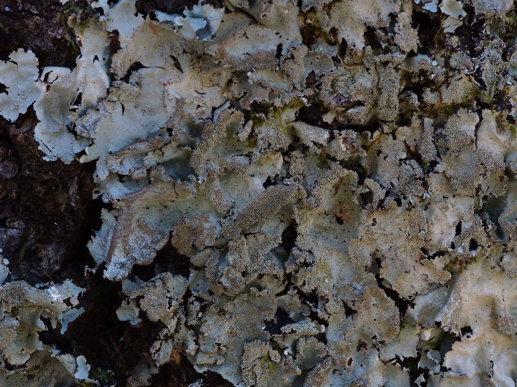 Image of parmotrema lichen