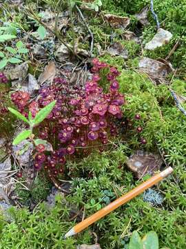 Image of brilliant red dung moss