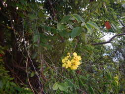 Image of monarch Amazonvine