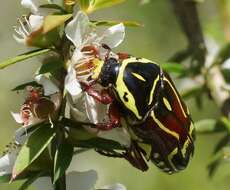 Image of Fiddler Beetle