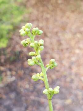 Image of Rinorea spinosa (Tul.) Baill.