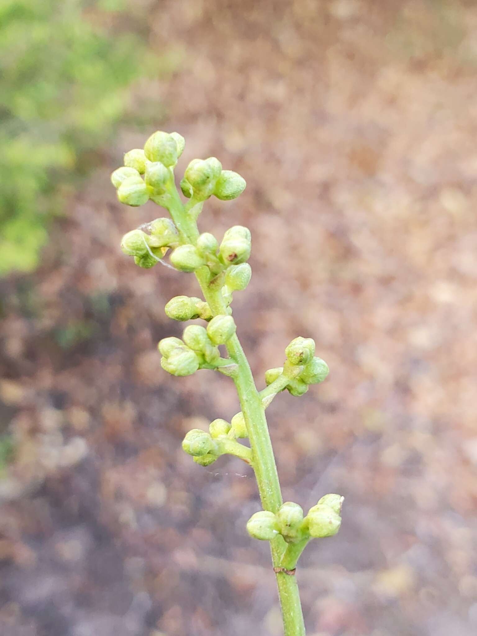 Imagem de Rinorea spinosa (Tul.) Baill.