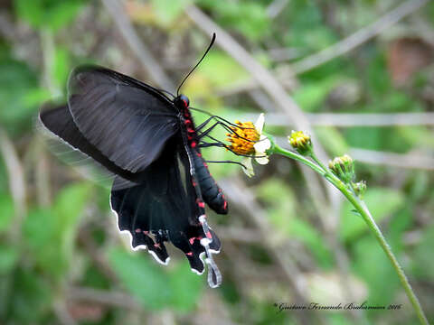 Image of Parides bunichus (Hübner 1821)