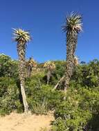 Image of Aloe speciosa Baker