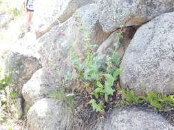 Image of desert penstemon