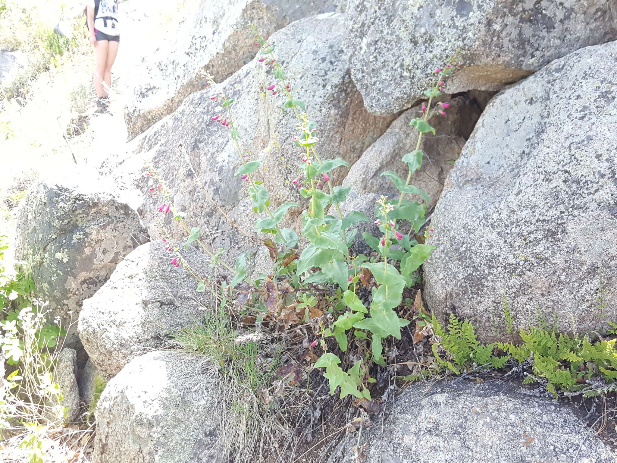 Image of desert penstemon