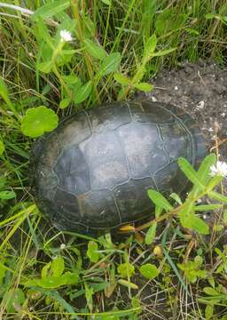 Image of Deirochelys reticularia miaria Schwartz 1956