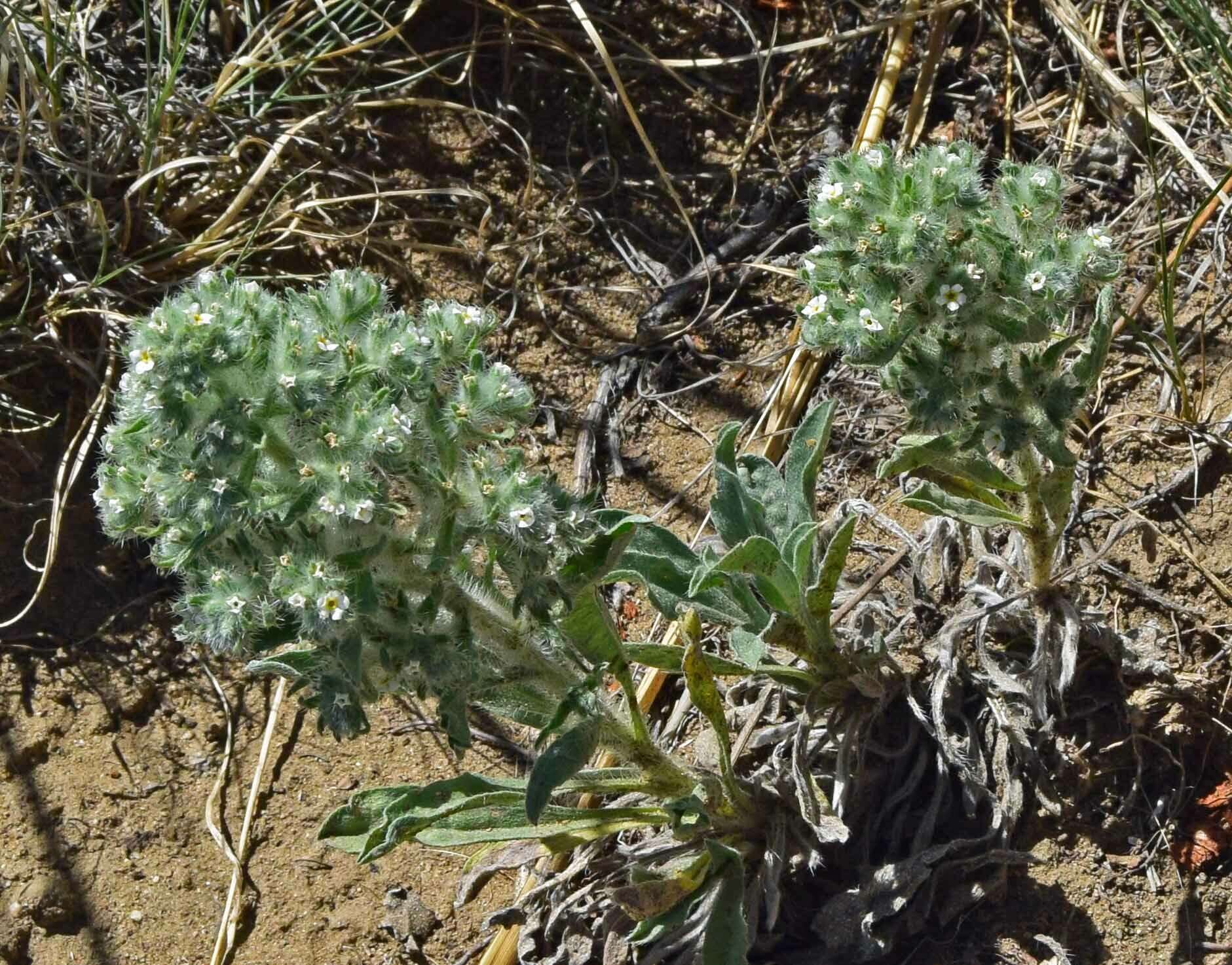 Image de Oreocarya thyrsiflora Greene