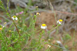 Image of Cymbopappus adenosolen (Harv.) B. Nord.