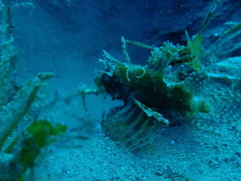 Image of Red Sea dwarf lionfish